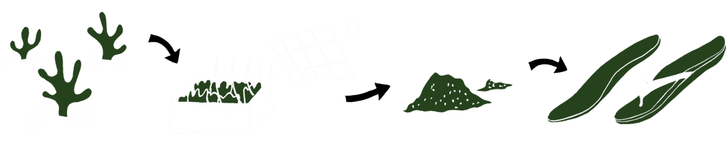 Bloom Algae Process